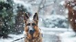 German Shepherd canine on a lead outside during a wintry day