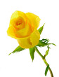 A Close-up Image of a Single Yellow Rose Isolated on White