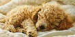 poodle puppy sleeping on the bed Generative AI