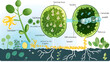 Comprehensive Diagram Depicting the Photosynthesis Process in Plants - The Energy Flow from Sun to Leaf