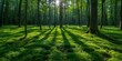 Gorgeous forest sunrise casting long shadows on vibrant green moss, evoking feelings of renewal and Earth Day themes.