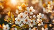 Beautiful Spring Background With Blooming Tree Flowers On a Sunny Day