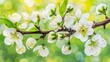 Beautiful Spring Background With Blooming Tree Flowers On a Sunny Day