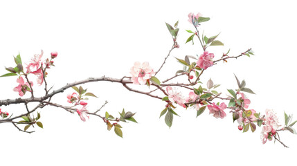 Pink blossom of a tree