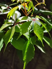 Poinsettia leaves, Easter leaves, in Christmas celebrationHojas de flor de Nochebuena, hojas de Pascua, en celebración navideñas,
