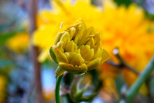 Yellow Kerria Blossom Bud 01