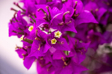 Sticker - An image of the Bougainvillea flower. Pretty, colofrul flowers of purple  Bougainvillea glabra plant close up
