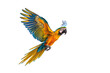 Macaw parrot on a transparent background from die cutting, PNG