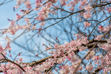 Wall Mural - 満開の桜の花と青空