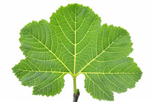 Big Green Leaf, With The Veins And Petioles Clearly Visible Against A White Background