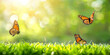 Three butterflies flying on the green grass, with a spring background and blurred bokeh effect. Monarch butterfly in flight over a meadow