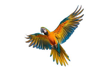 Macaw parrot on a transparent background from die cutting, PNG