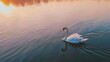Ethereal Swan Gliding on Serene Lake at Sunrise