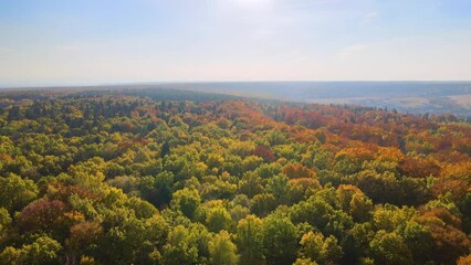Sticker - Colorful woods with yellow and orange canopies in autumn forest on sunny day. Landscape of wild nature in autumn
