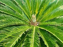 Cycas Tree Or Cycas Palm, Cycad ( Cycas Revoluta Thun ). Feather-shaped Leaves Are Arranged In Dense Alternations At Tops Of Branches, Female Flowers Are In Groups Resembling Rose-shaped Leaves.