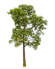 Aufkleber - Green tree on transparent background with clipping path, single tree with clipping path and alpha channel