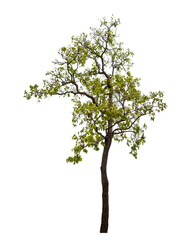 Wall Mural - green tree on transparent background with clipping path, single tree with clipping path and alpha ch