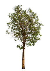 Wall Mural - tree on transparent background with clipping path, single tree with clipping path and alpha channel
