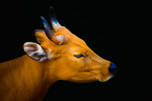 Head Of Banteng With Dark Background