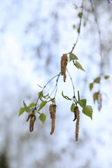 spring tree