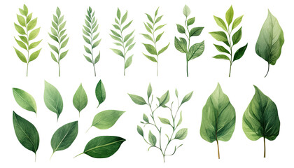 Wall Mural - watercolor green leaves elements collection for Wedding Invitation botanical isolated on white background, Green leaves arrangements for greeting cards PNG.