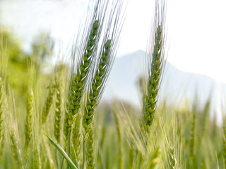 green wheat ears closeup stock photo