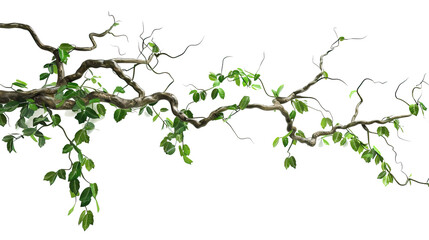 Wall Mural - Realistic twisted jungle branch with Transparent Background