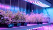 Cultivating indoor seedlings with full spectrum LEDs, arranged on shelves.