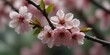 Beautiful cherry blossom wallpaper, Japanese cherry blossoms, Sakura flowers