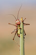 An African armoured ground cricket (Family Bradyporidae) sitting on a plant, southern Africa.