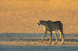 A cheetah (Acinonyx jubatus) stalking in natural habitat, Kalahari desert, South Africa.