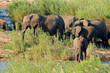 Herd of African elephants (Loxodonta africana) in natural habitat, Kruger National Park, South Africa.
