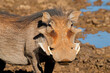 Portrait of a large male warthog (Phacochoerus Africans), Mokala National Park, South Africa.