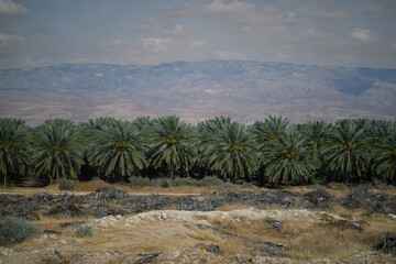 Grove of date palms in the Judea and Samaria Area (West Bank), a disputed territory of Israel. Neat rows of pam trees extend off to the Judean hills in the distance.