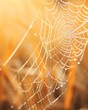 Closeup of dew drops on a spider web, shimmering in the morning light, showcasing the intricate patterns and natural beauty