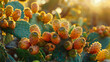 Sun-kissed prickly pears on opuntia cactus in desert.