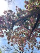 光り輝く桜の木　青空