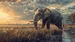 A large elephant is standing in a field of tall grass near a body of water