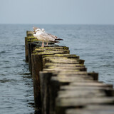 Fototapeta Pomosty - mewa na falochronie Bałtyk morze