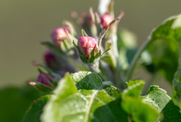 Sticker - Flowers on an apple tree in spring. Close-up