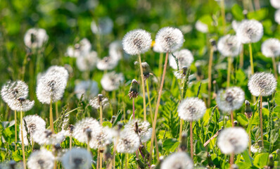 Canvas Print - Fluffy dandelions in nature in spring