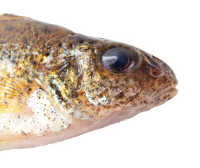 Canvas Print - Close up of ruff fish isolated on white background