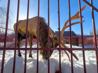 Wall Mural - Deer in the snow at the zoo in a cage