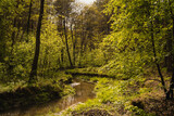 Fototapeta  - Sztoła płynąca w lesie w Bukownie