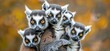 A bunch of ring tailed lemurs sitting on one anothers backs, their yellow eyes fixed on the camera.
