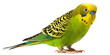 Green Parakeets,generative ai