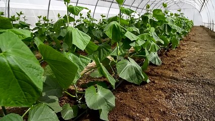 Wall Mural - Cucumber seedlings in the greenhouse.. Young cucumber plants with leaves grow in the greenhouse