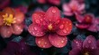   A tight shot of a pink blossom, dotted with water beads, reveals its yellow heart encircled by neighboring blooms