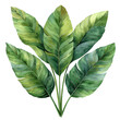 watercolor painting design of a green philodendron leaf isolated on transparent background
