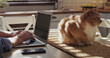 © peopleimages.com - Person, laptop and kitchen with cat, home office and remote work for internet and feline website. Freelance writer, pet and email for technology, comfort and online business or blog for animal friend